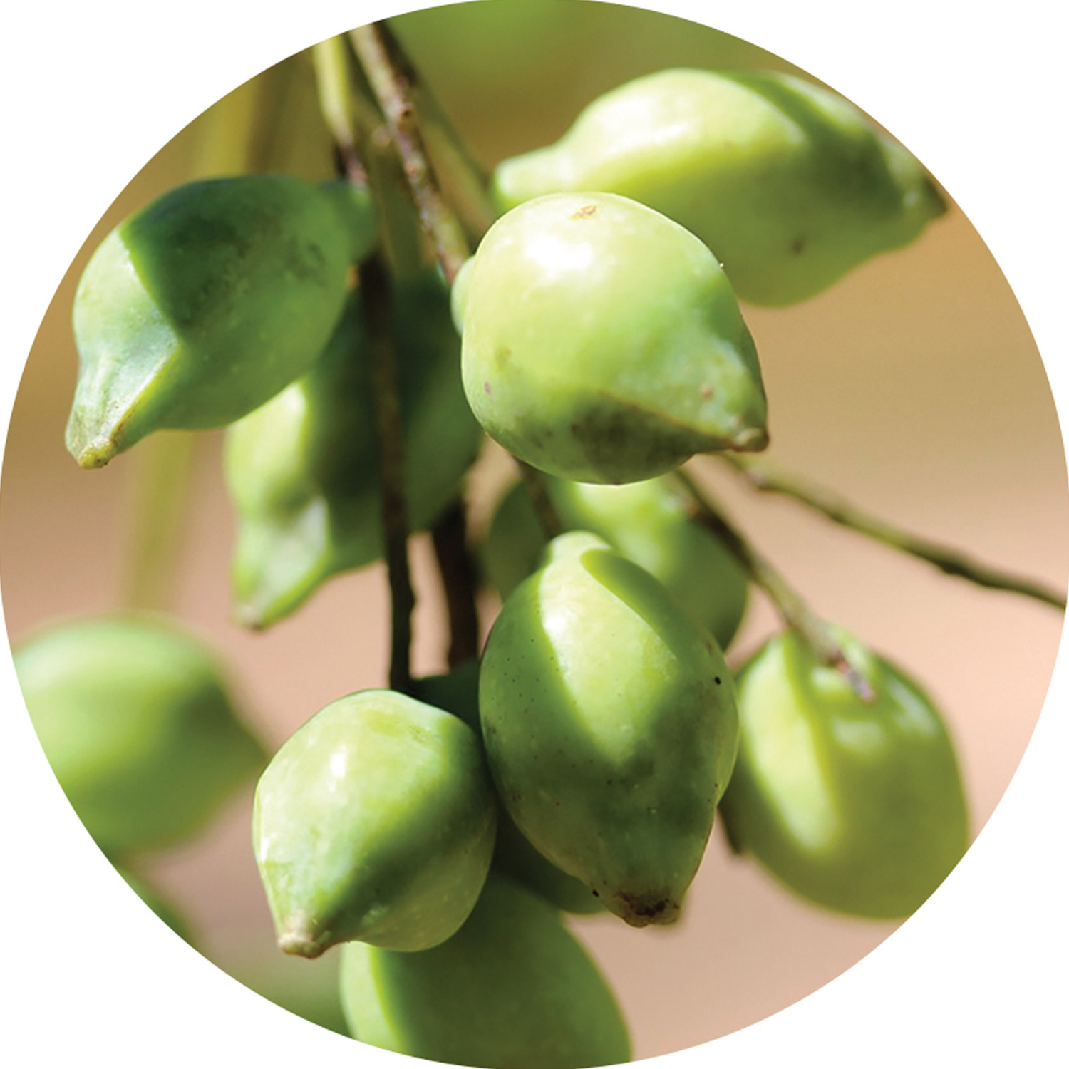 Kakadu Plum